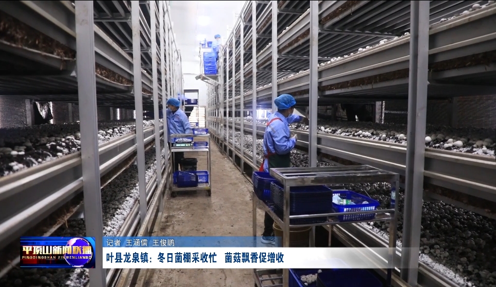 葉縣：冬日菌棚采收忙   菌菇飄香促增收.png